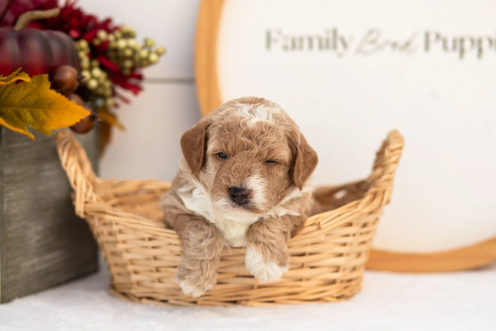 Red Delicious goldendoodle for sale(2).jpg