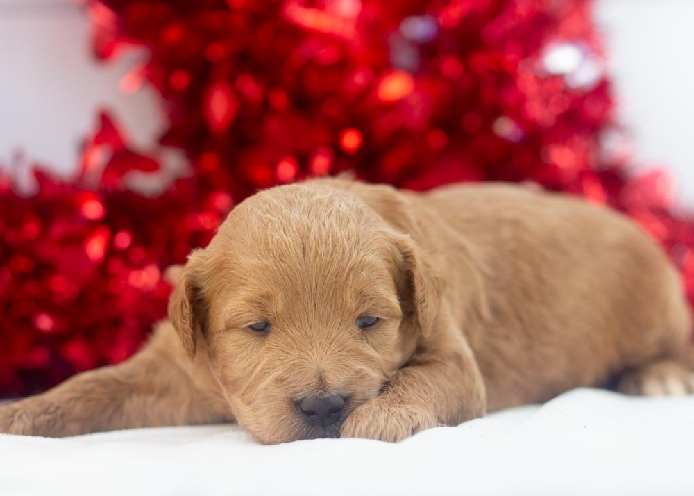 Rolo goldendoodle for sale.jpg