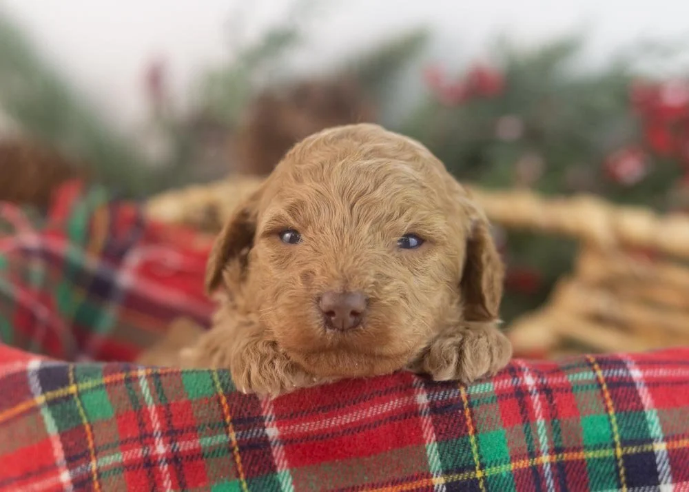 Texas goldendoodle for sale(1).jpg