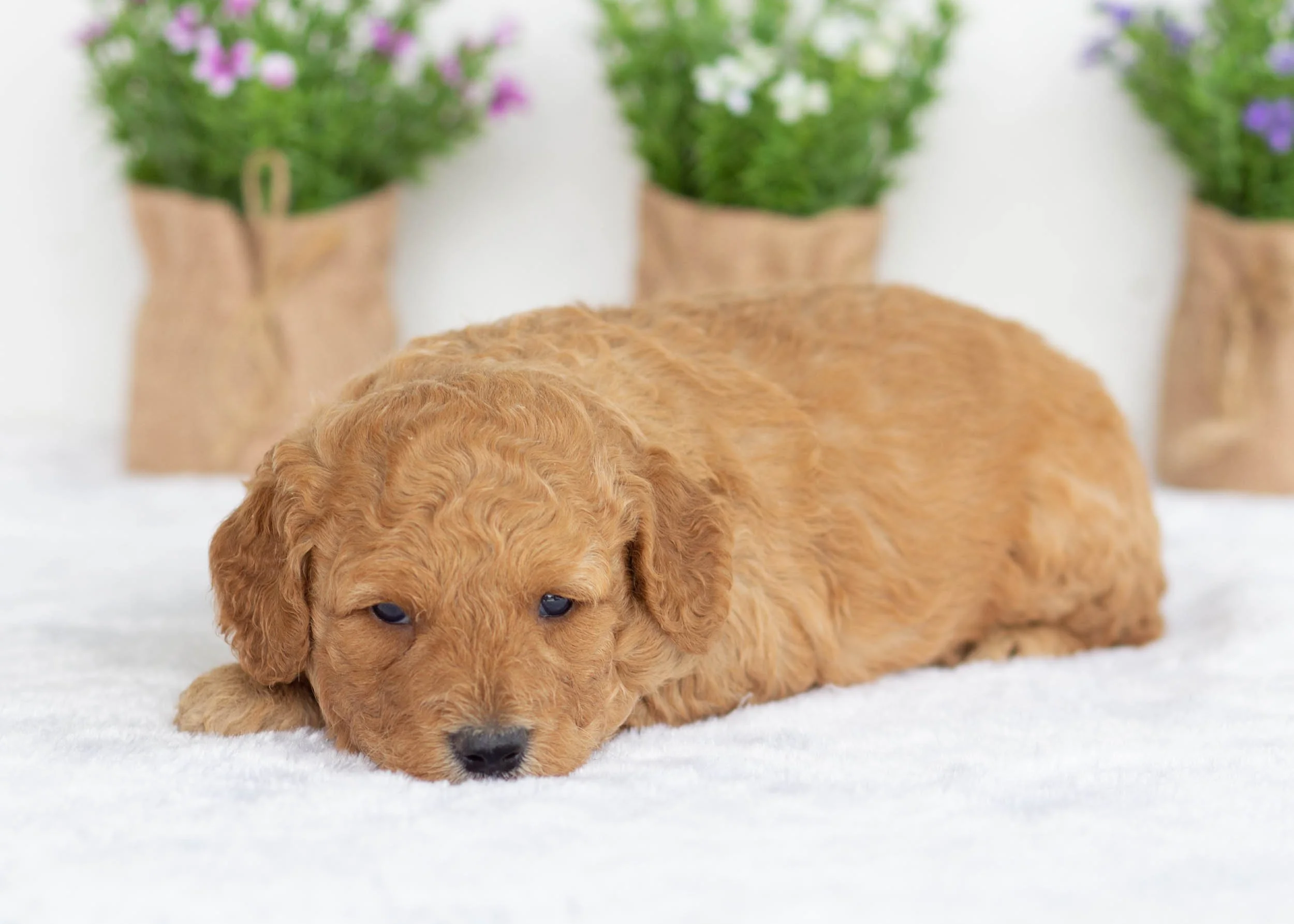 Frankie golden doodle for sale(1).jpg