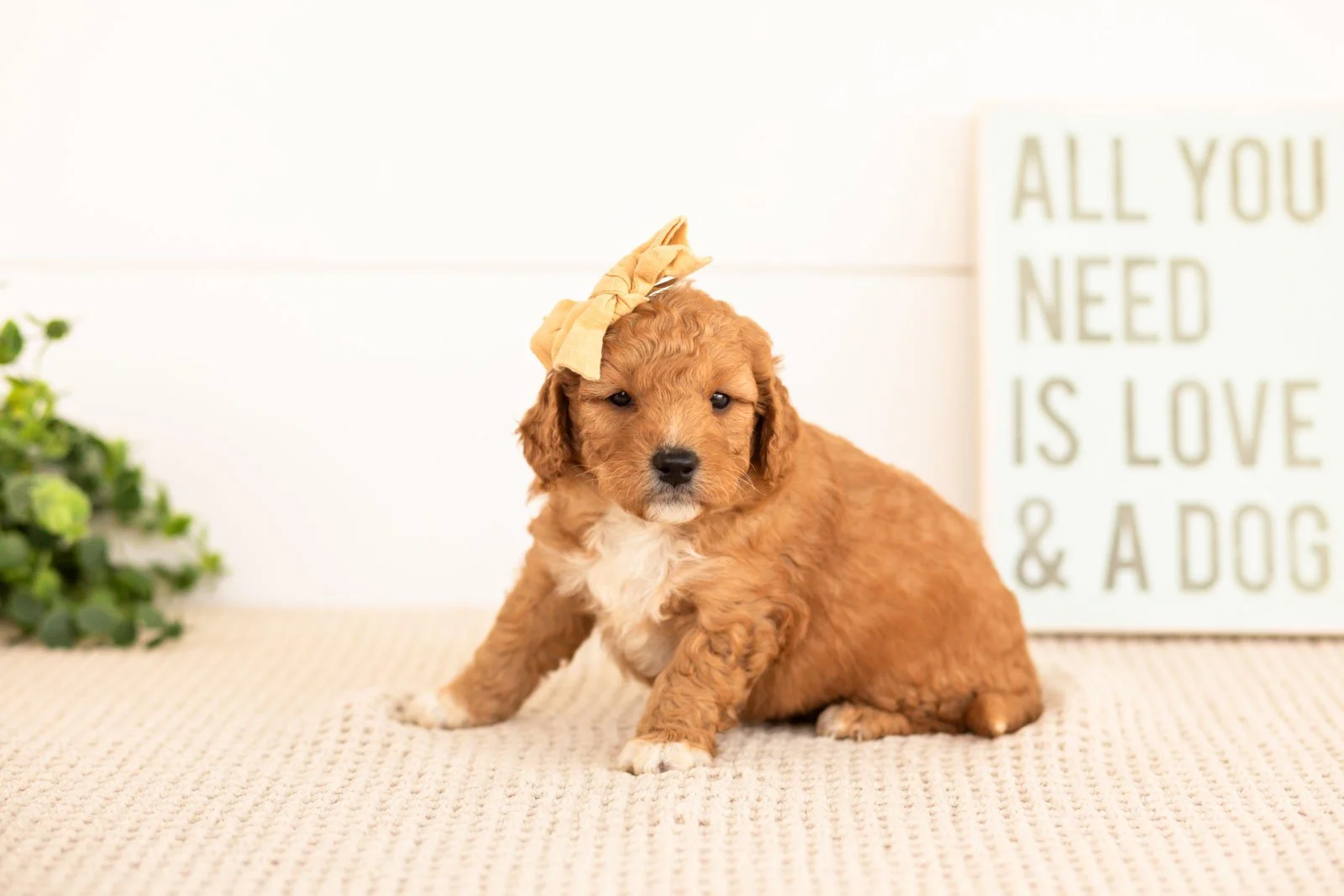 Denim goldendoodle for sale(1).jpg