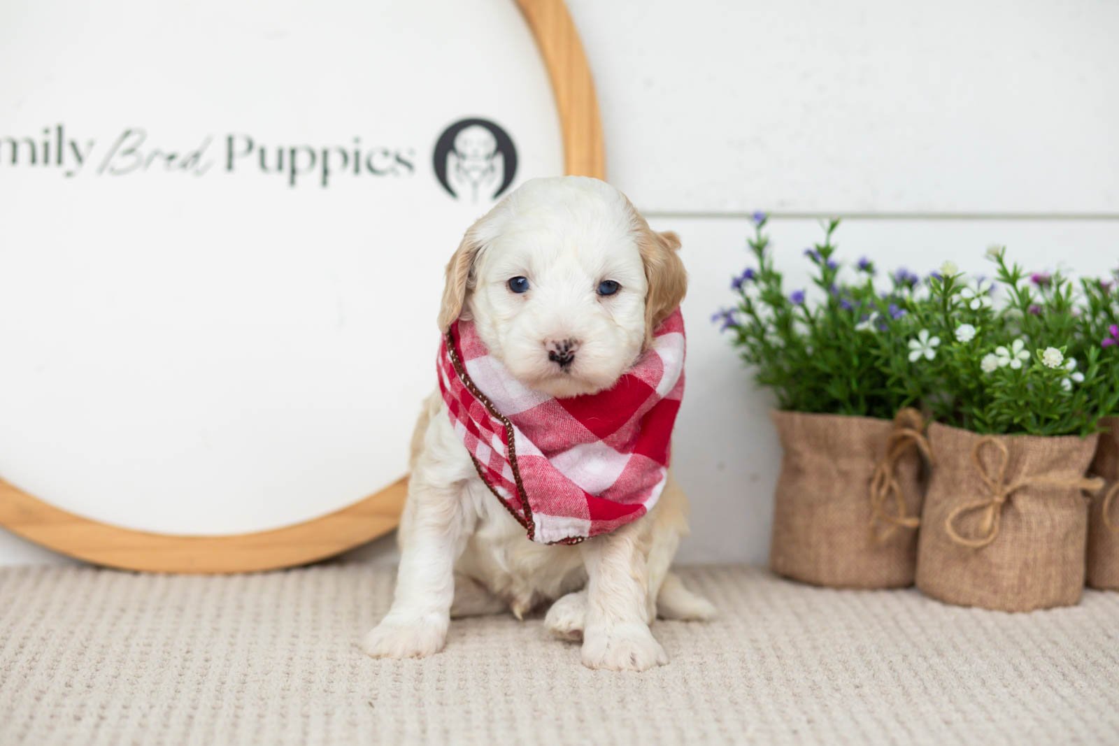 Flash goldendoodle for sale(1).jpg