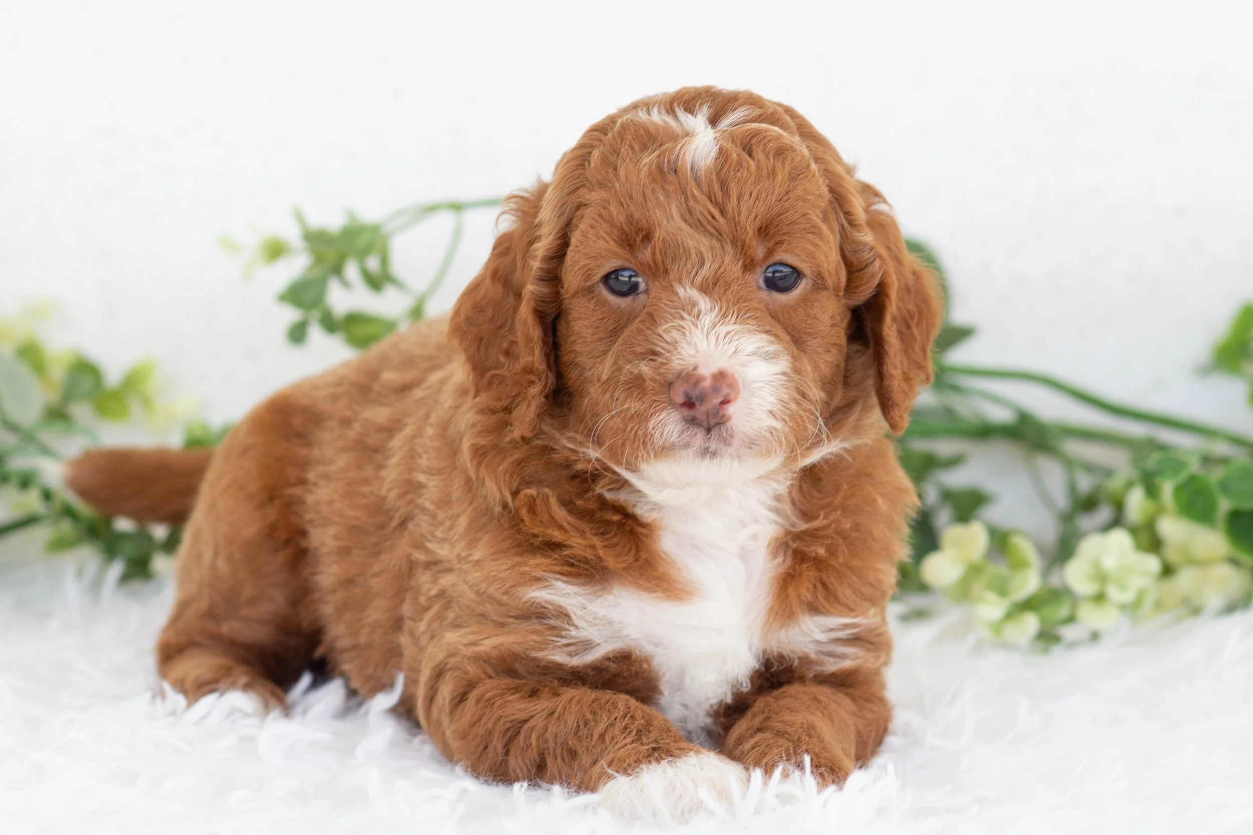 Oscar Goldendoodle for sale(3).jpg