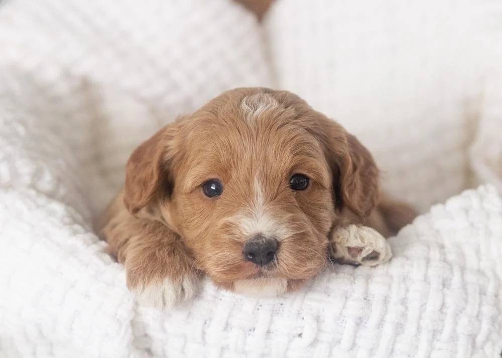 Cole goldendoodle for sale.jpg