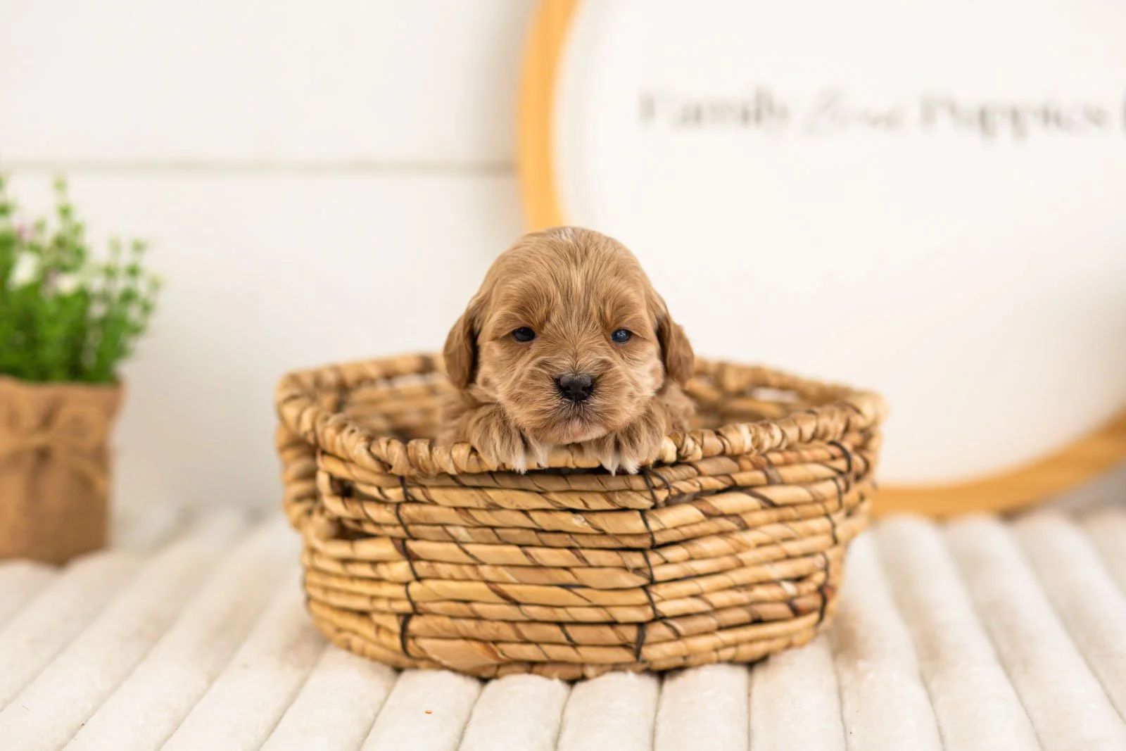 sapphire goldendoodle for sale(3).jpg