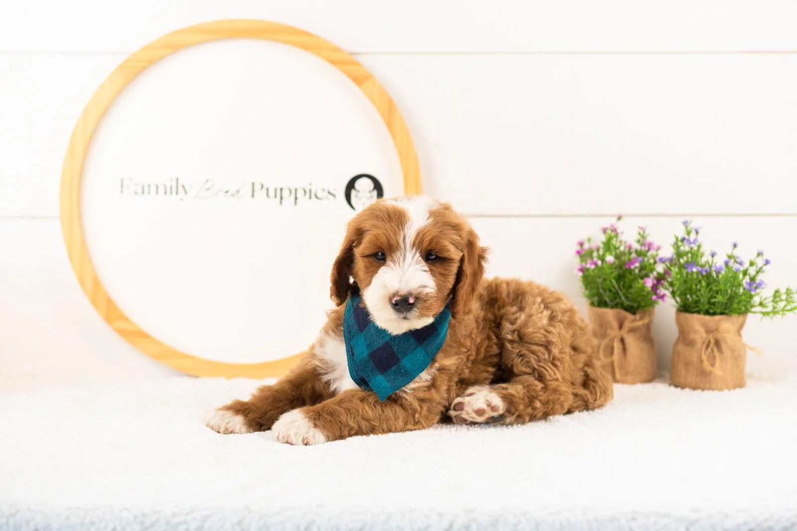 Horatio goldendoodle for sale.jpg