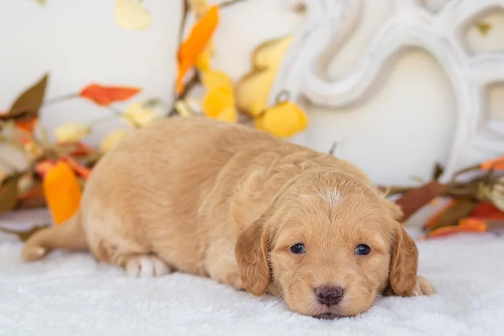 mashed potato goldendoodle for sale(3).jpg