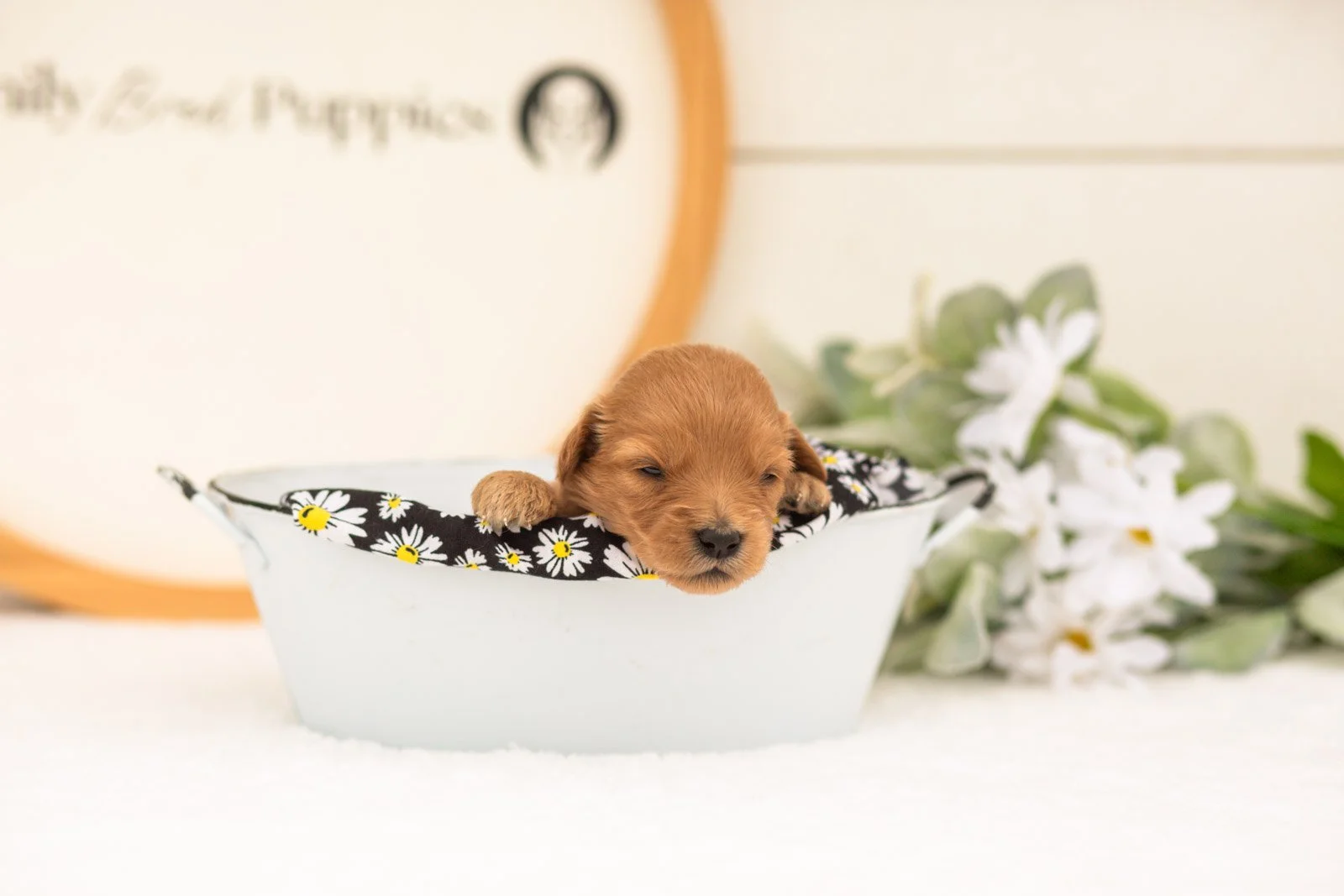 Ellie goldendoodle for sale(3).jpg