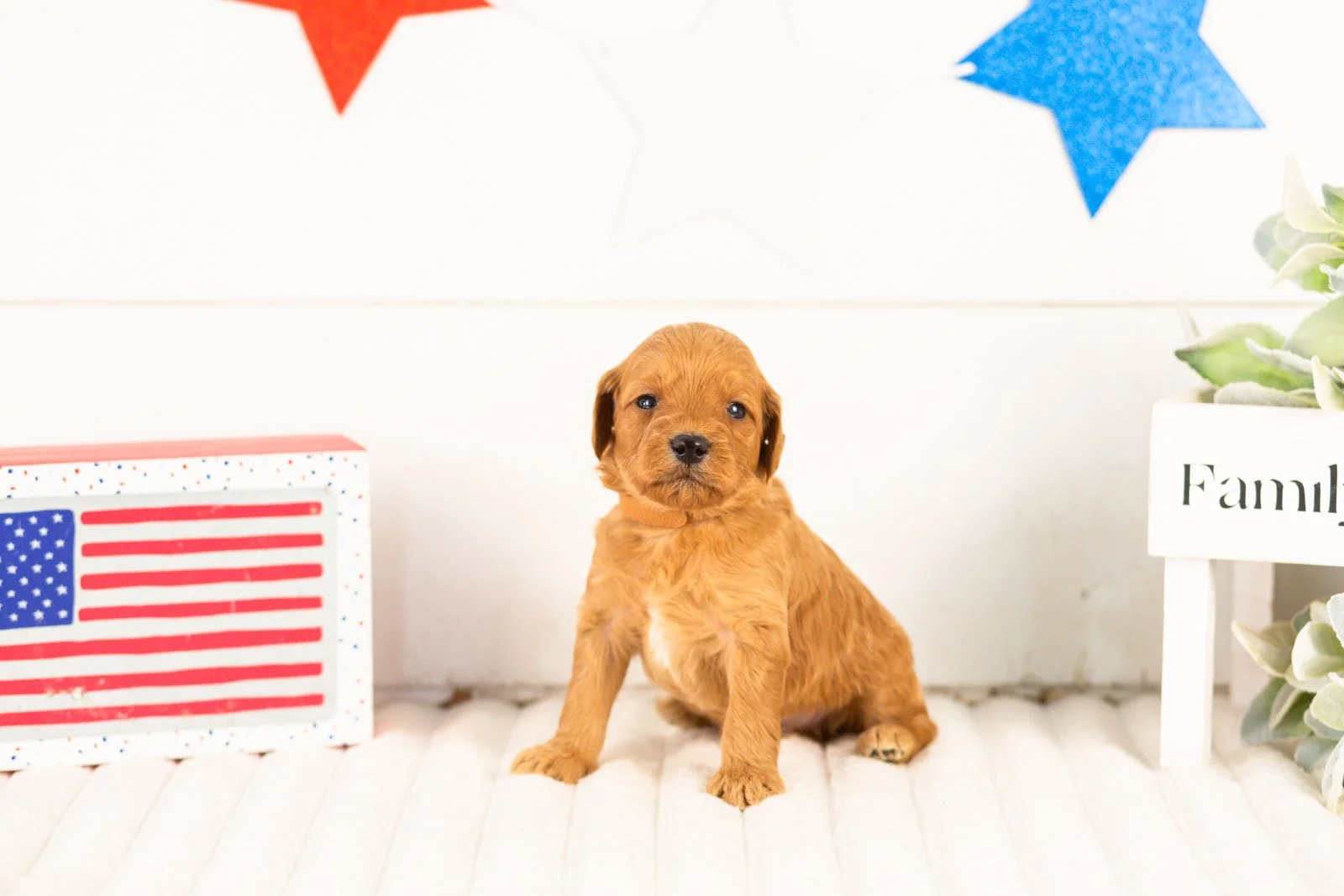 Bryce goldendoodle for sale(1).jpg