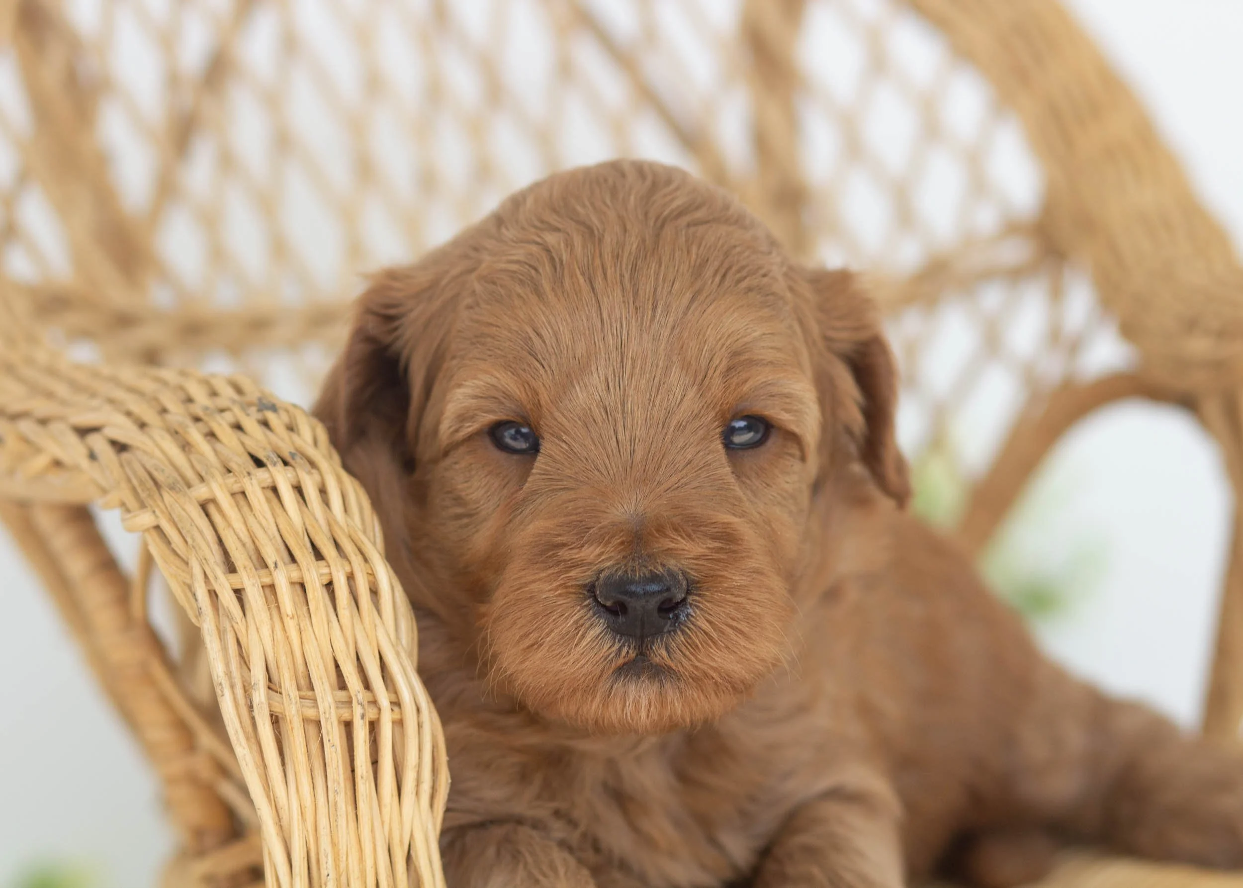 Jayla Female (Available) — Family Bred Puppies