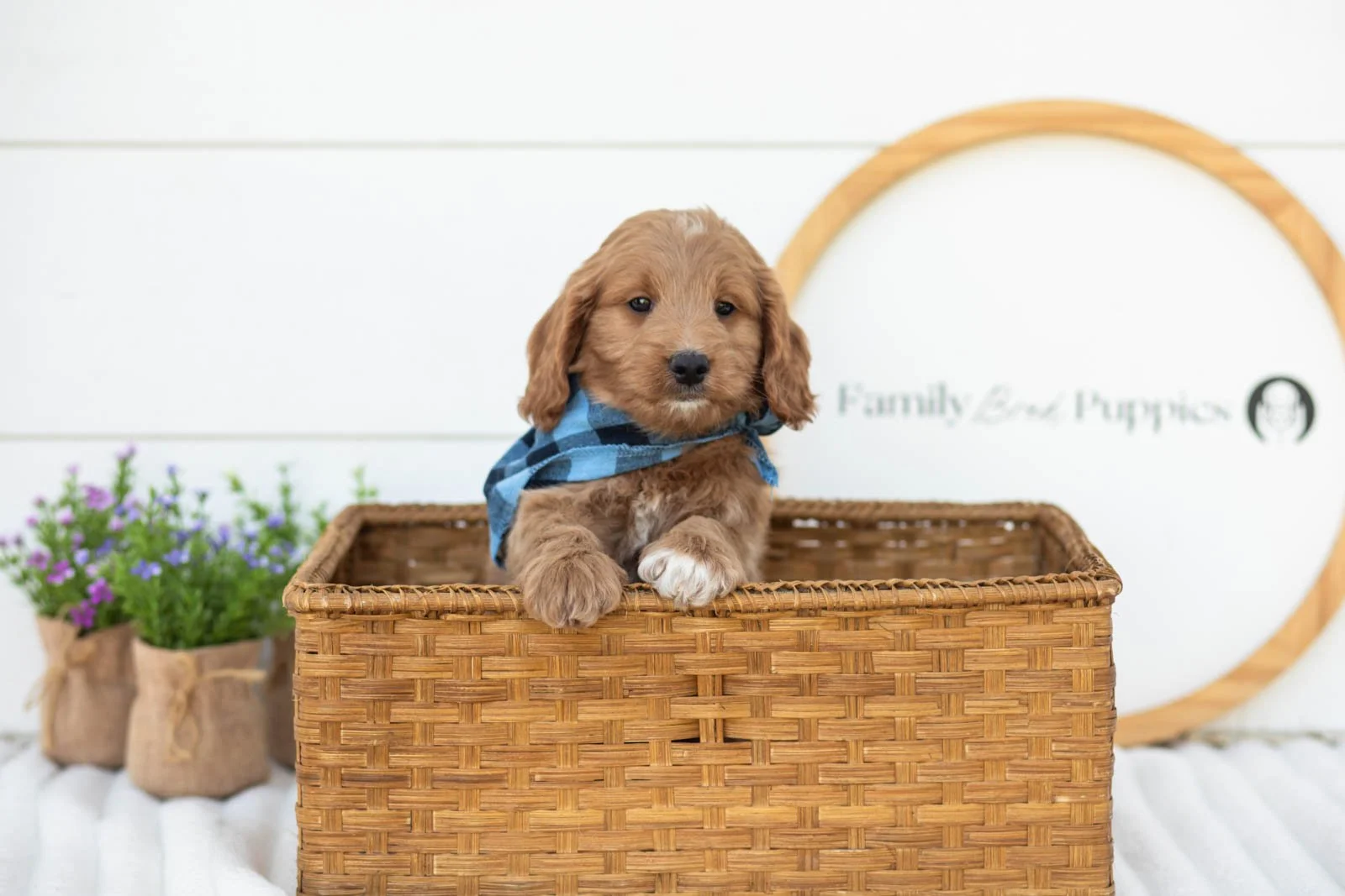 Munster goldendoodle for sale(4).jpg