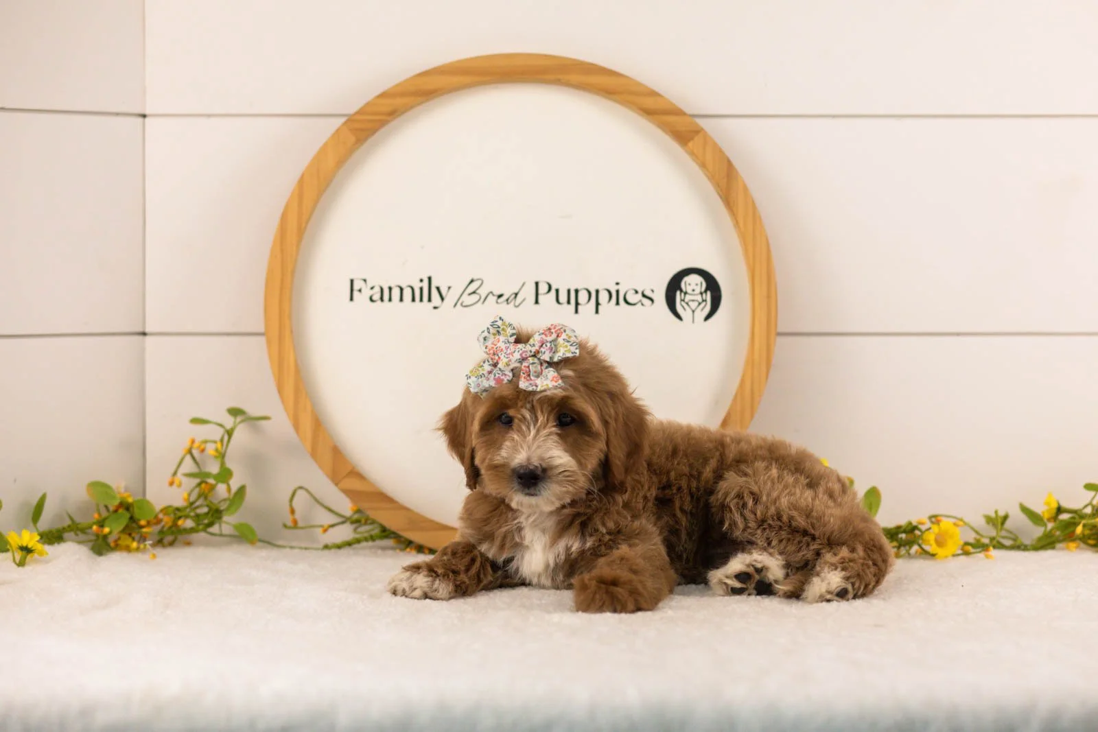 Jan goldendoodle for sale(1).jpg