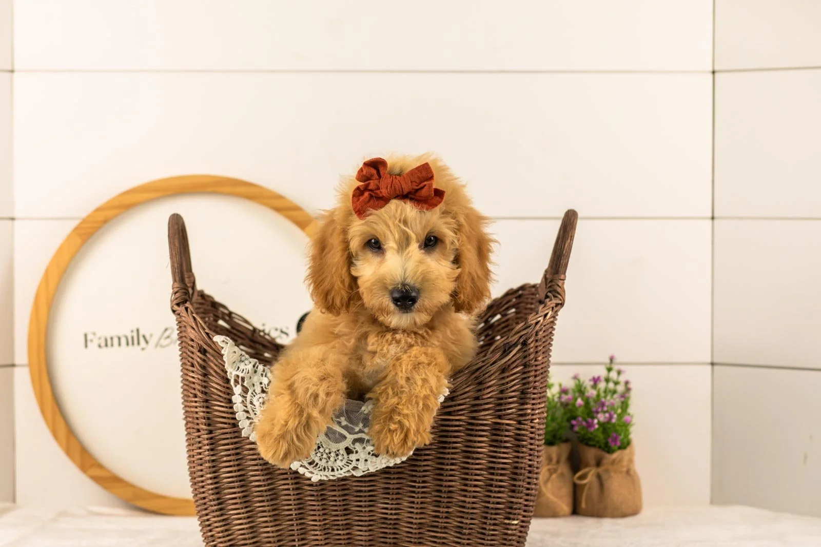 Marty goldendoodle for sale(2).jpg