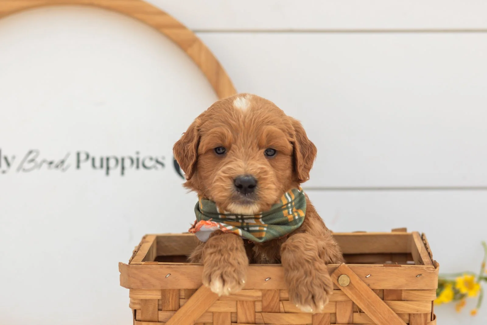Aspen goldendoodle for sale(3).jpg