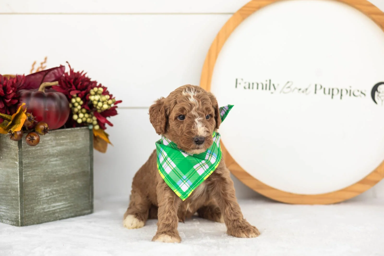 Alps goldendoodle for sale(1).jpg