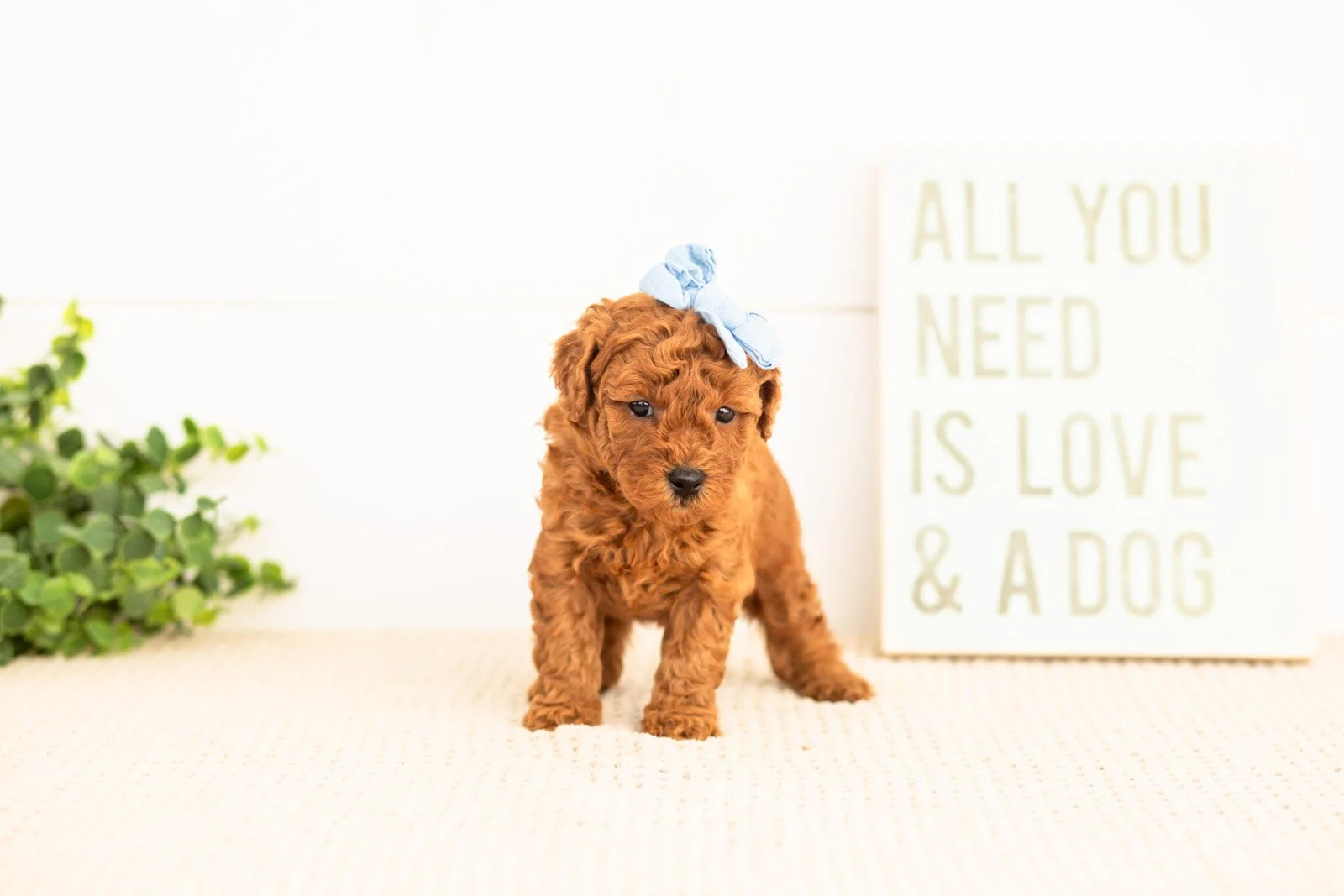 Fleece goldendoodle for sale(3).jpg