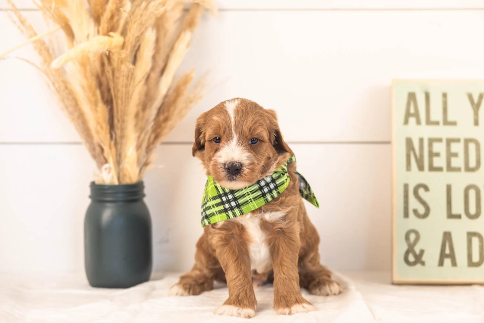 Westley goldendoodle for sale(3).jpg