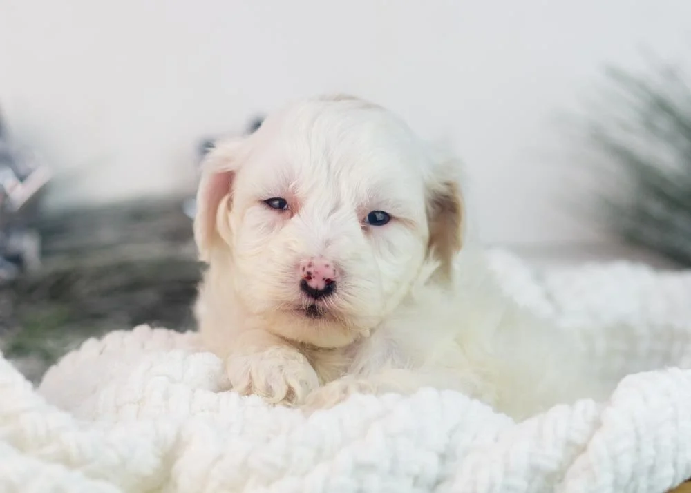 Lucky goldendoodle for sale.jpg