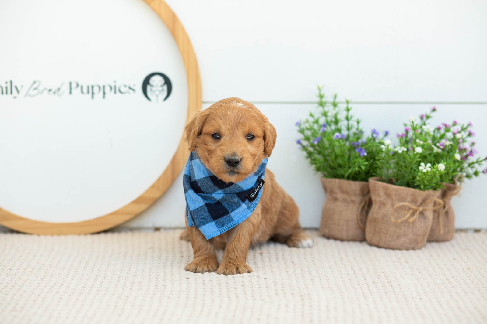 Putzie Goldendoodle for sale(1).jpg