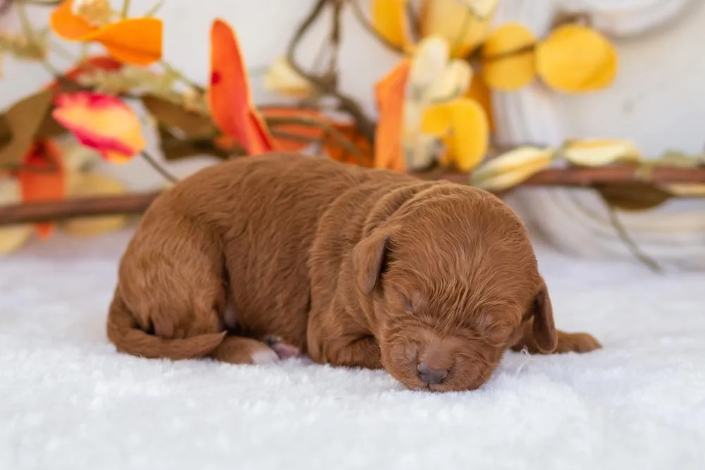 Raven goldendoodle for sale(3).jpg