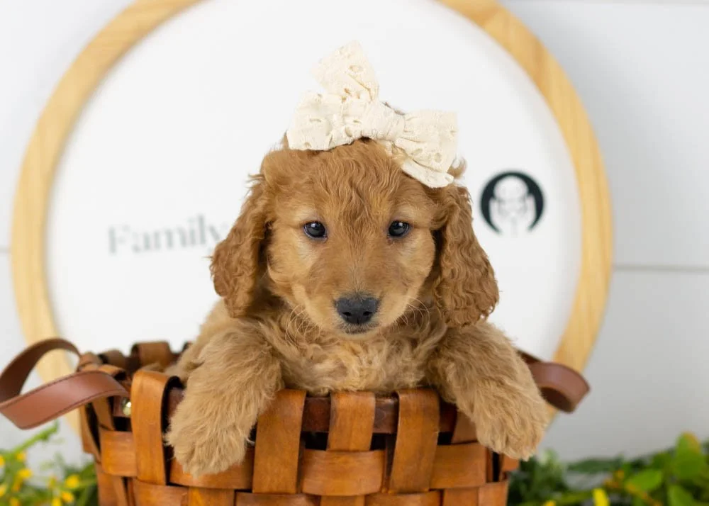 Mila goldendoodle for sale.jpg
