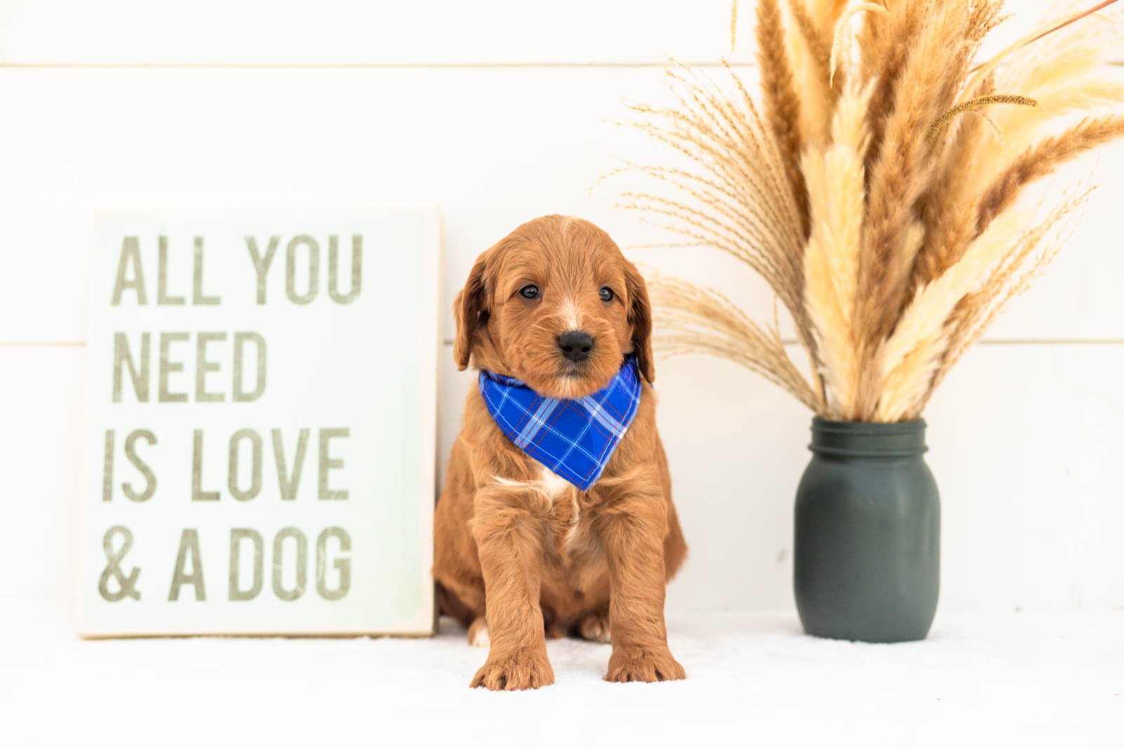 Chai goldendoodle for sale(2).jpg