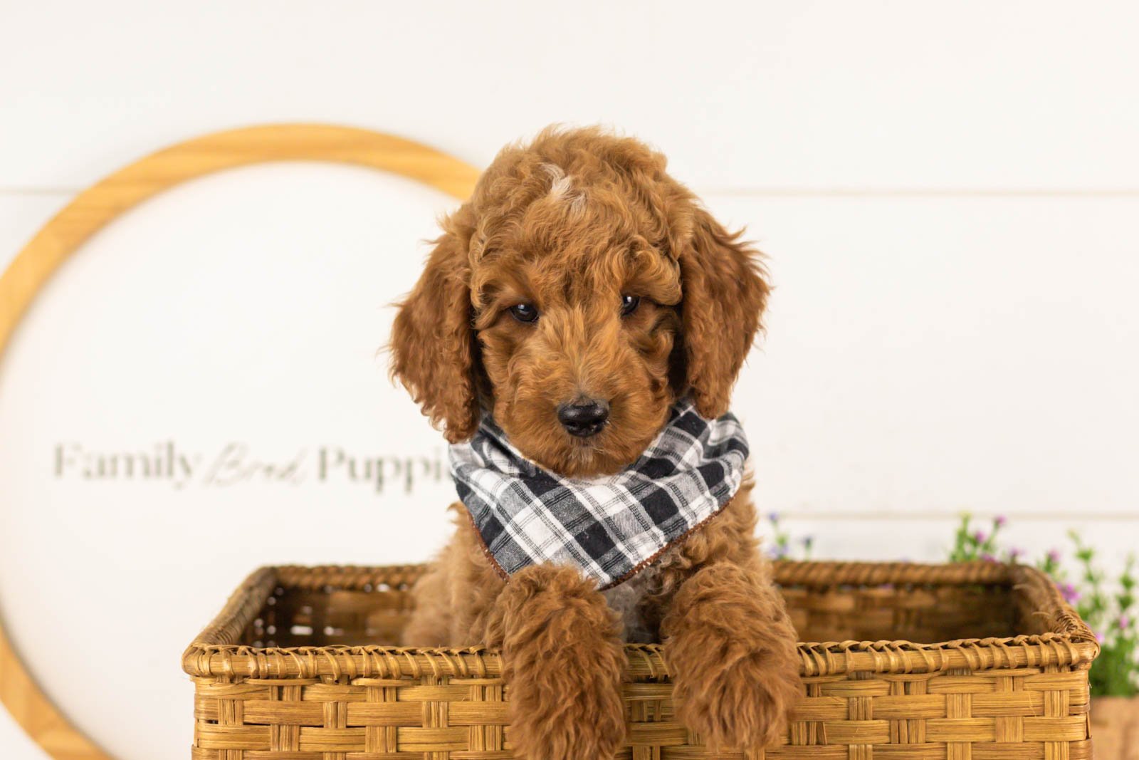 Denali goldendoodle for sale(3).jpg