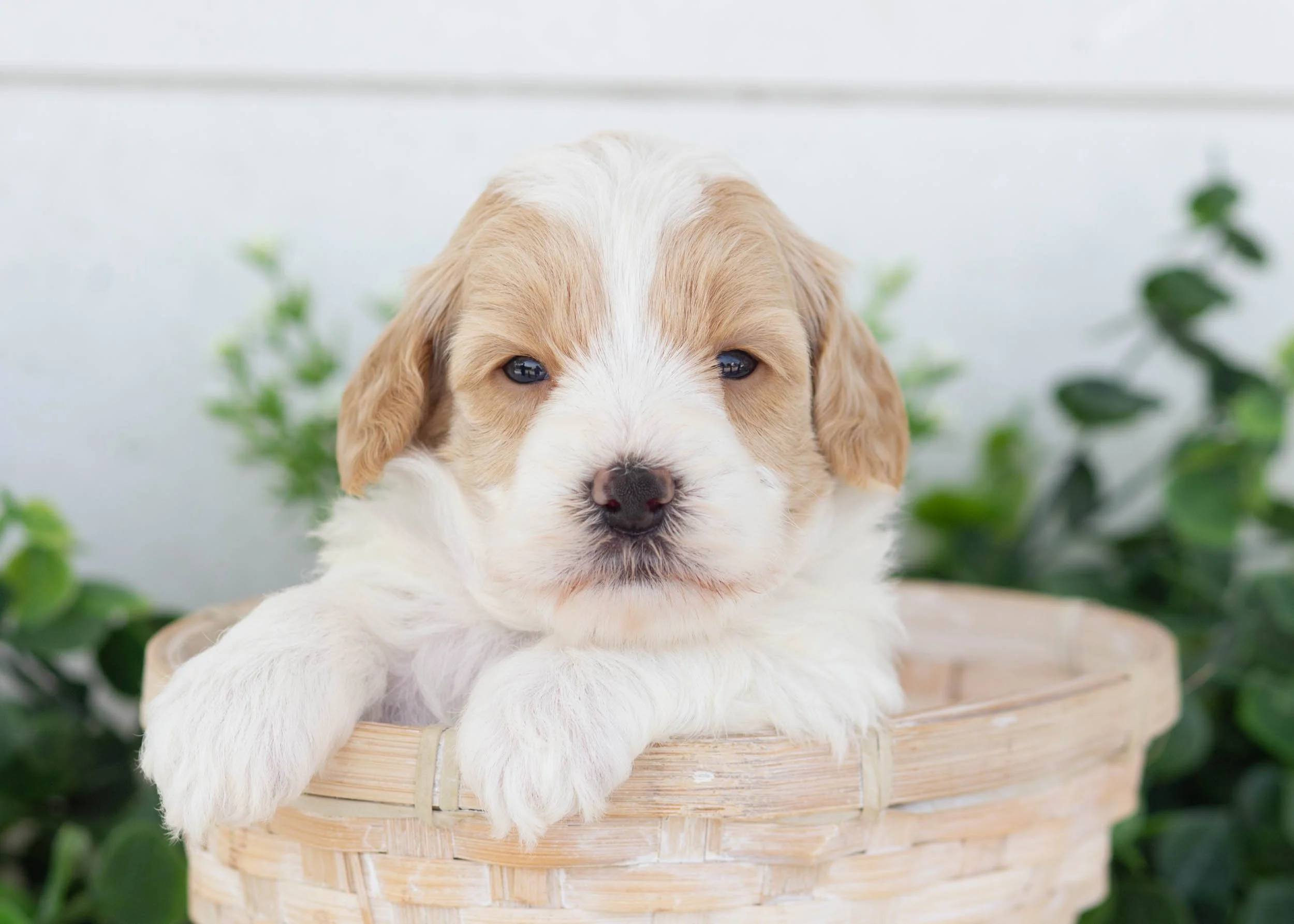 Van Goldendoodle for sale.jpg