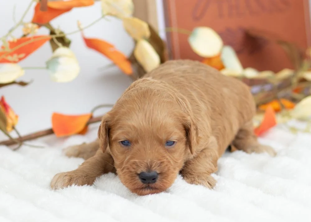 Chestnut goldendoodle for sale(2).jpg