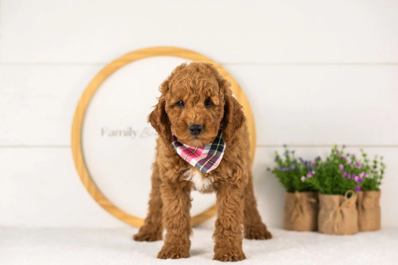 Glacier goldendoodle for sale(2).jpg