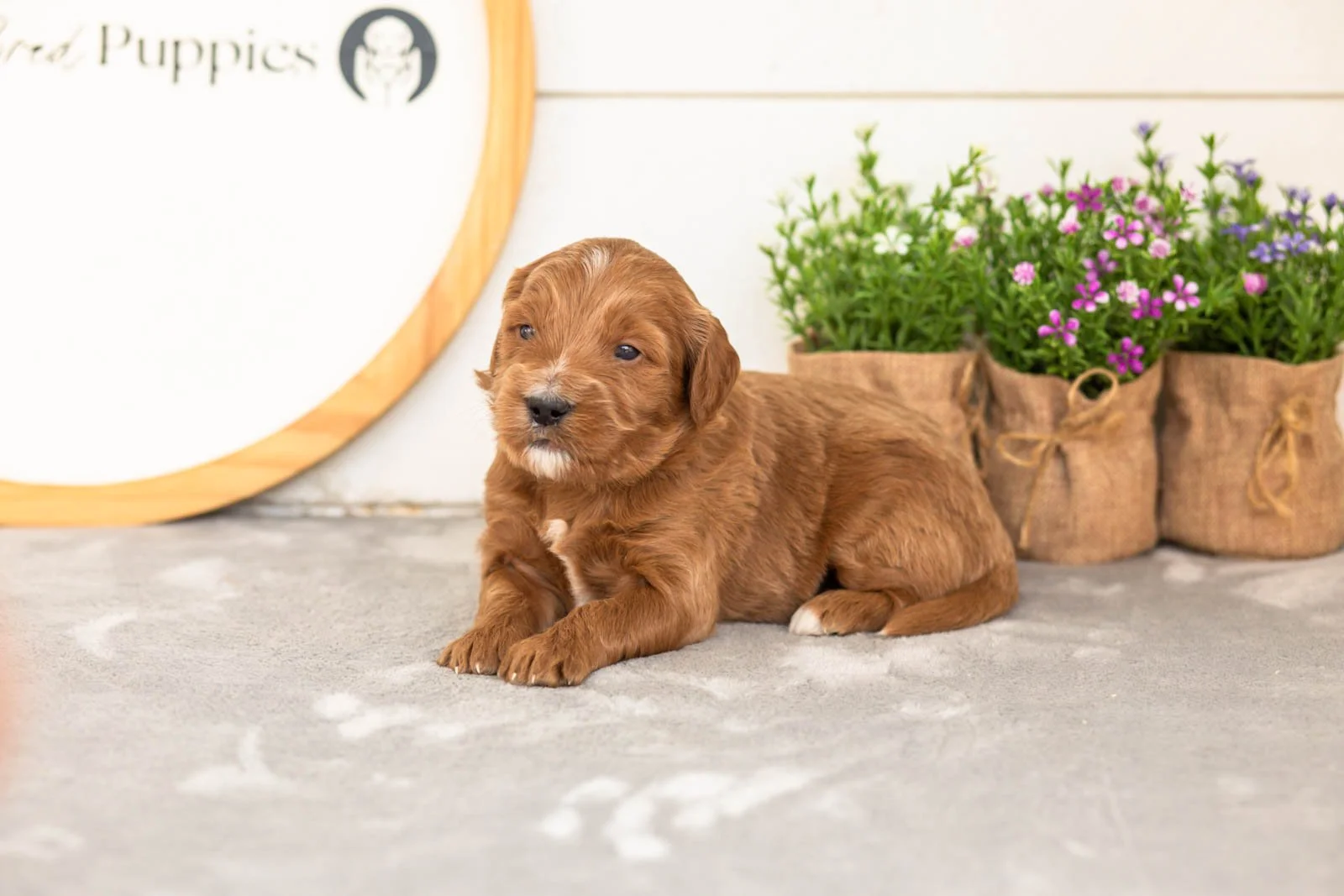 Squirte goldendoodle for sale(1).jpg