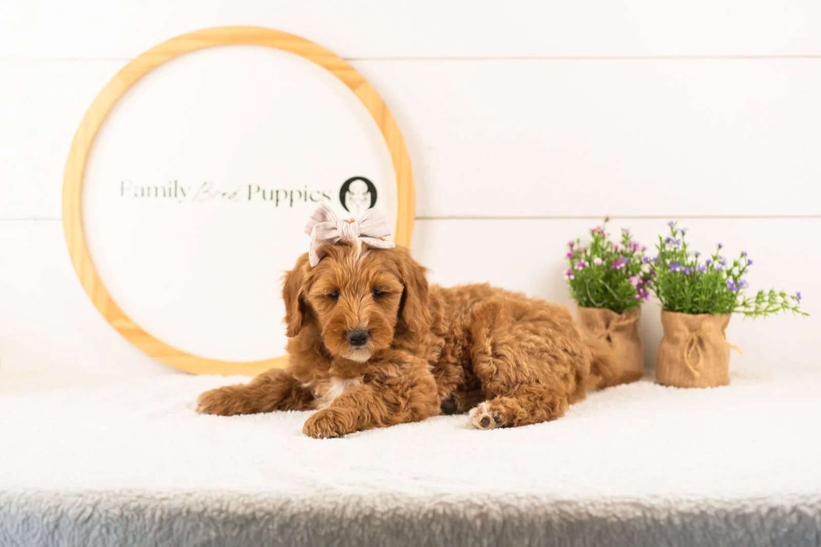 Rosalind goldendoodle for sale.jpg