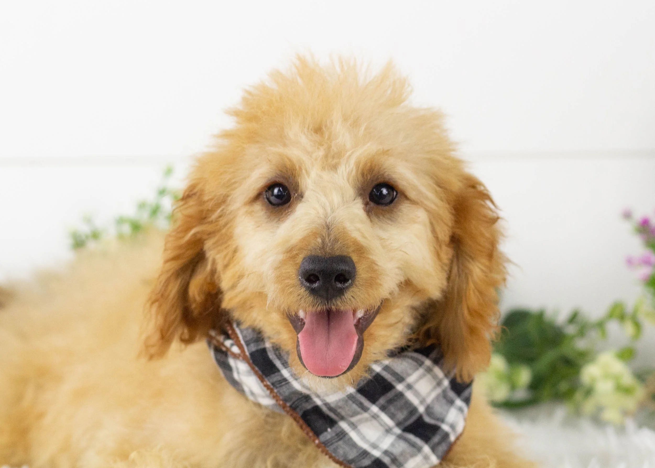 Frankie goldendoodle for sale3.jpg