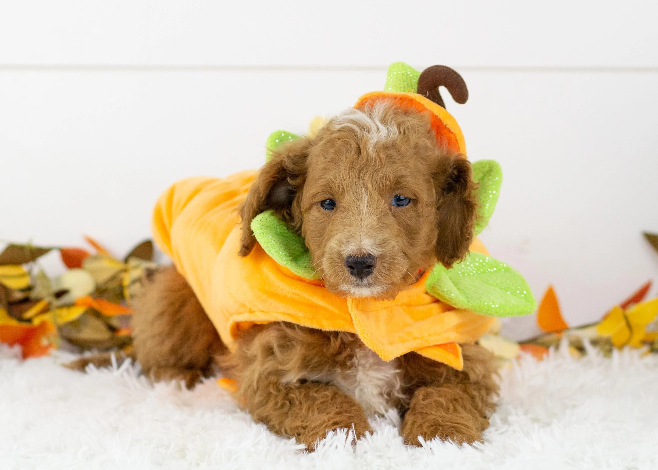 Graham goldendoodle for sale(3).jpg