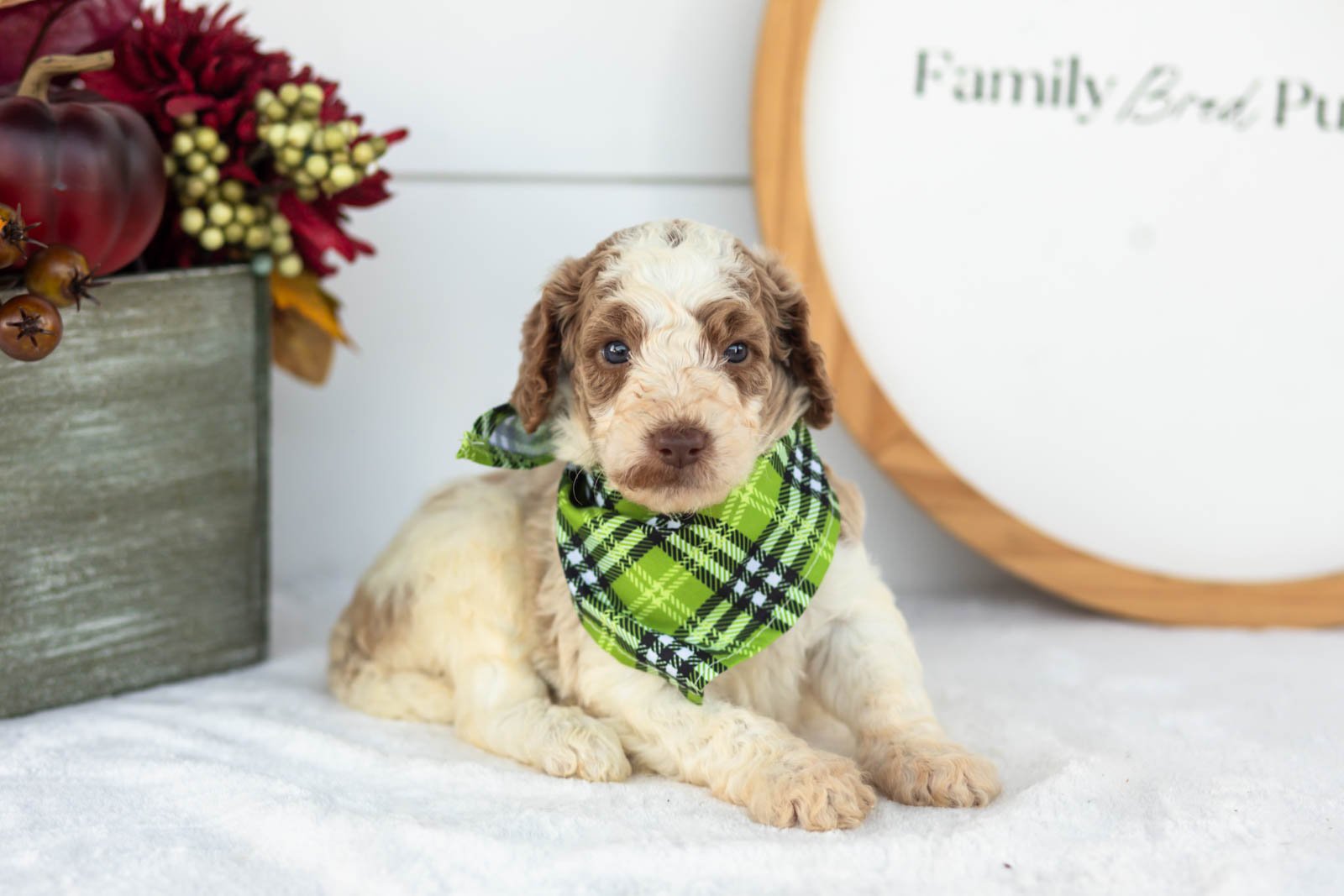 Brooks goldendoodle for sale.jpg