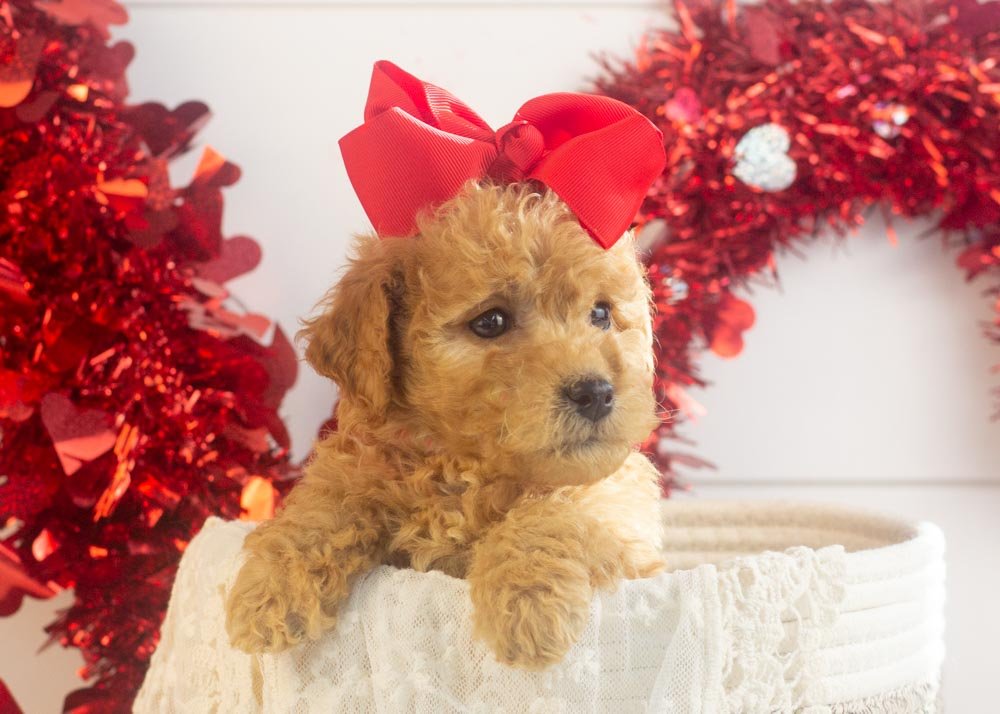 Georgia goldendoodle for sale.jpg