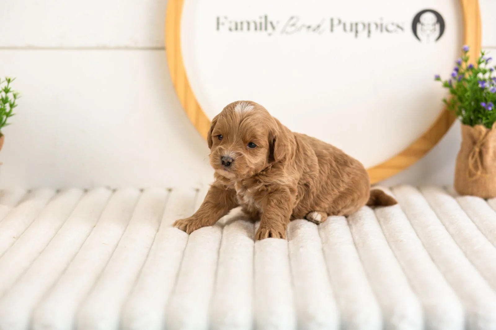 cobalt goldendoodle for sale(1).jpg