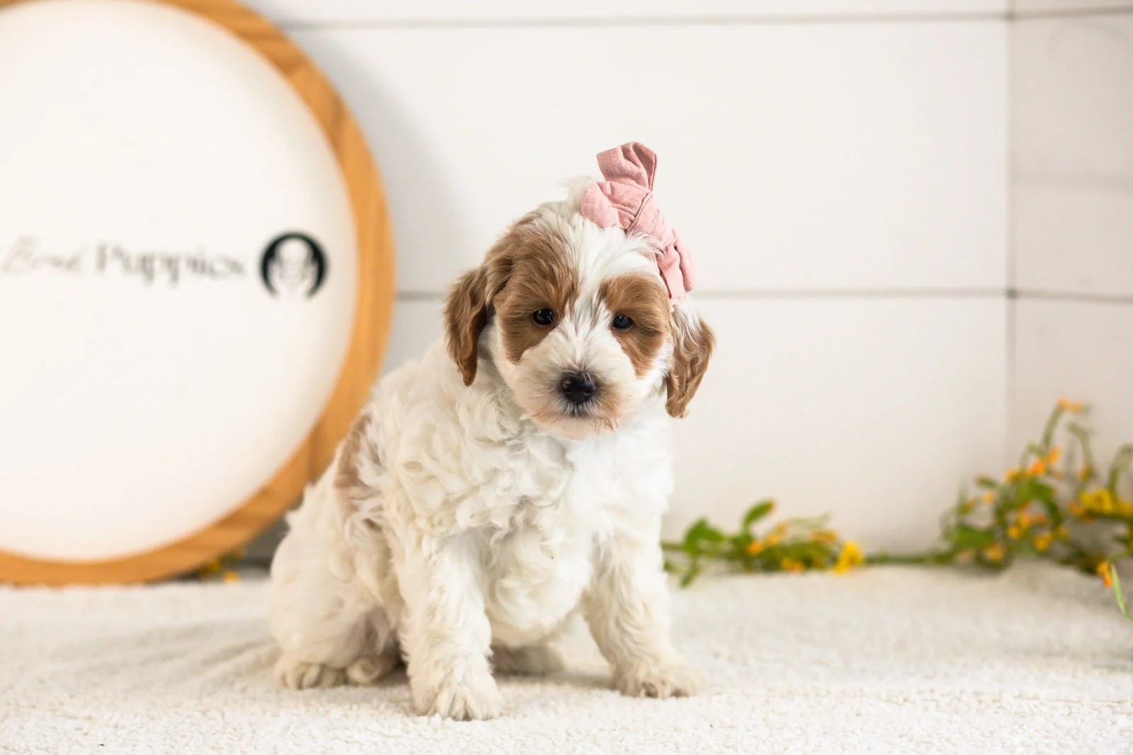 Leslie Goldendoodle for sale.jpg
