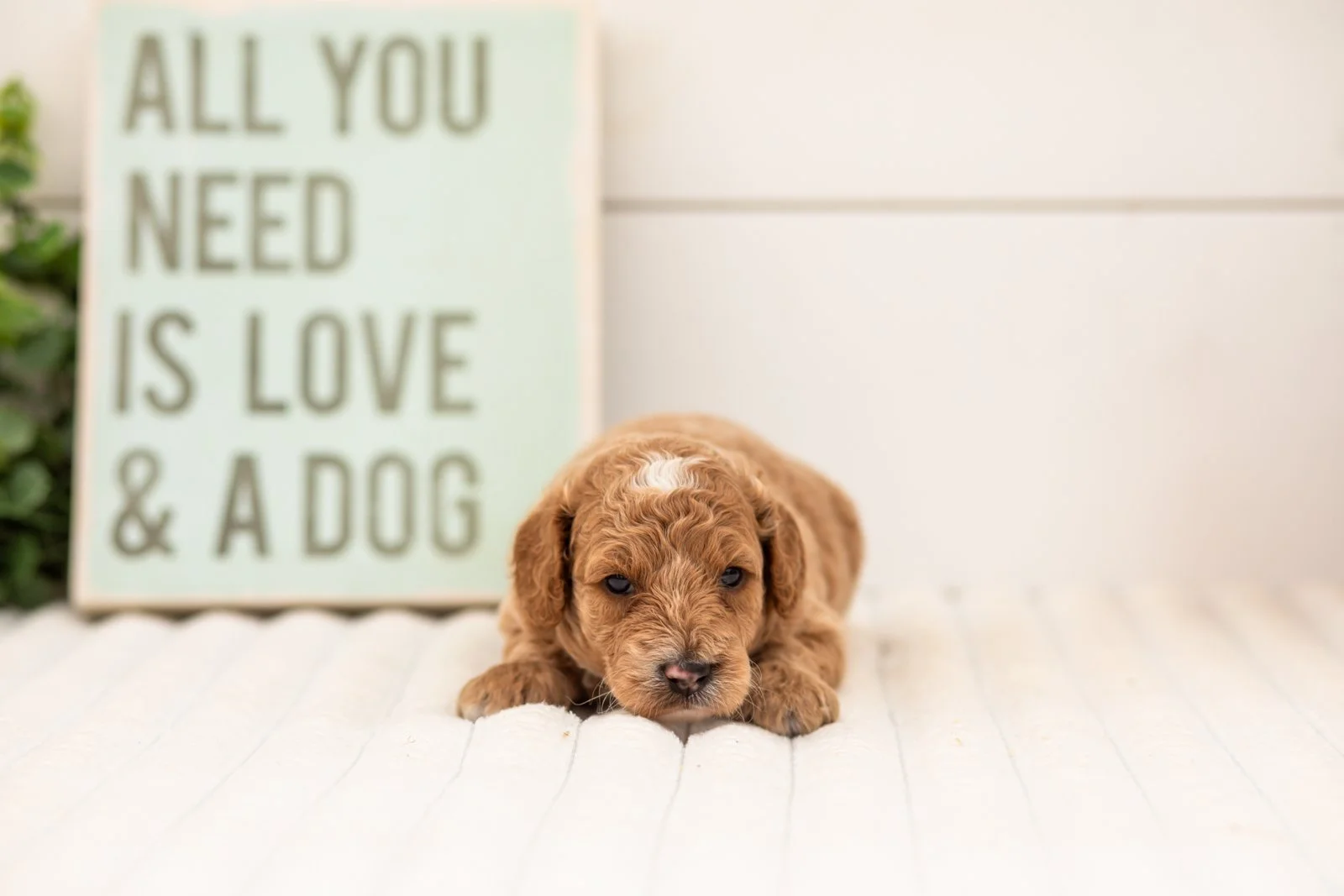 Flora goldendoodle for sale.jpg