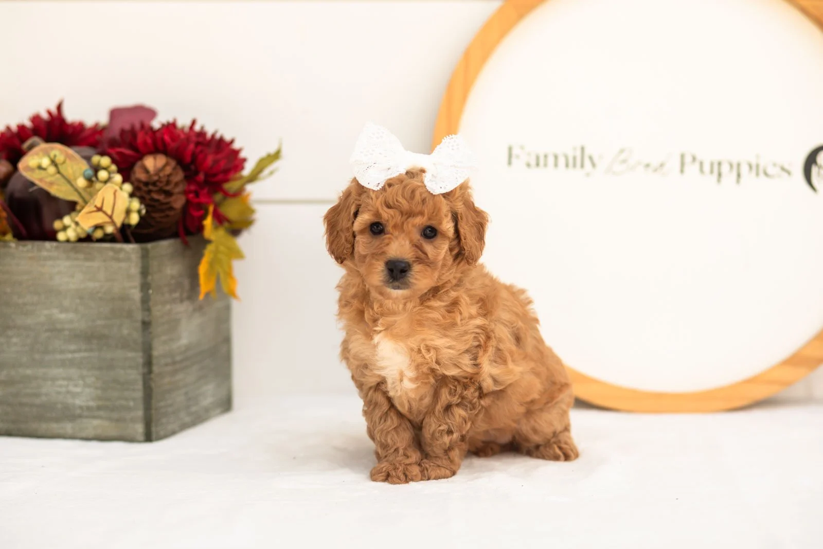 Mantis goldendoodle for sale(3).jpg