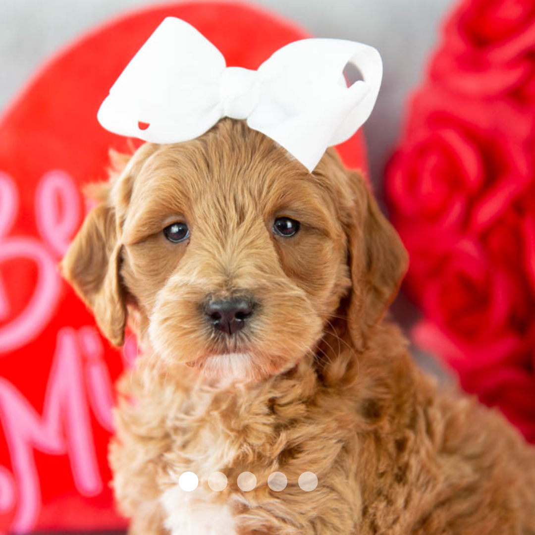 Copy of FBP Design.png