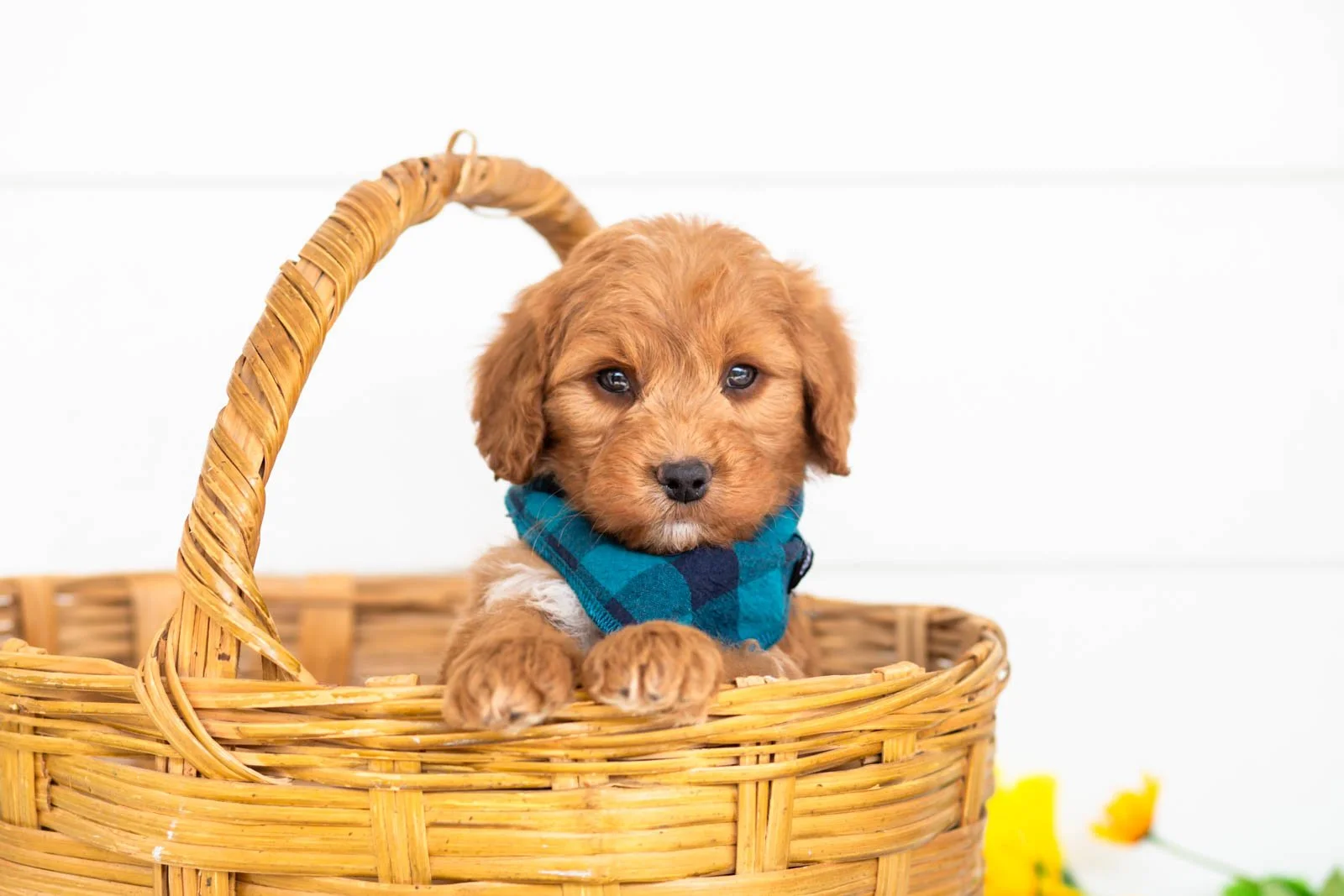 goldendoodle for sale