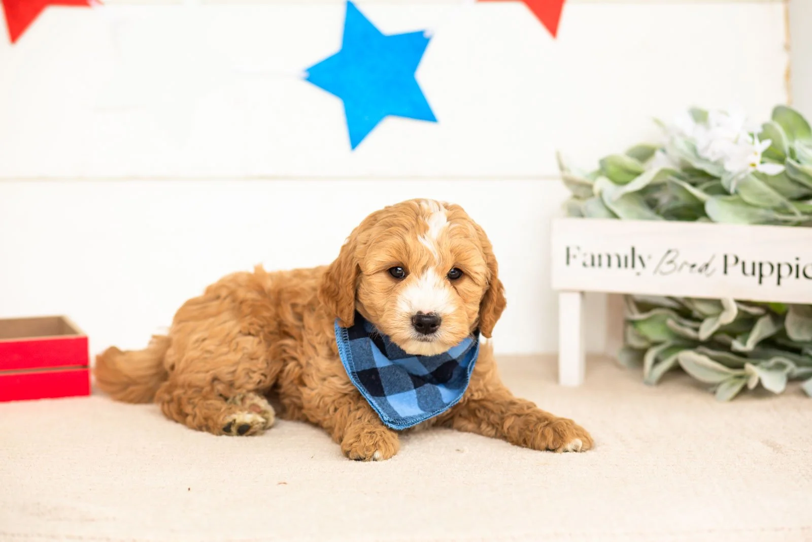 mathew goldendoodle for sale(1).jpg