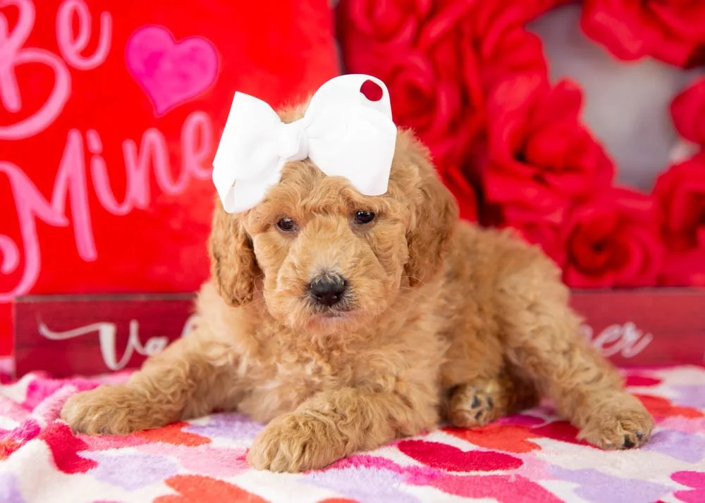 Lindsey goldendoodle for sale(3).jpg