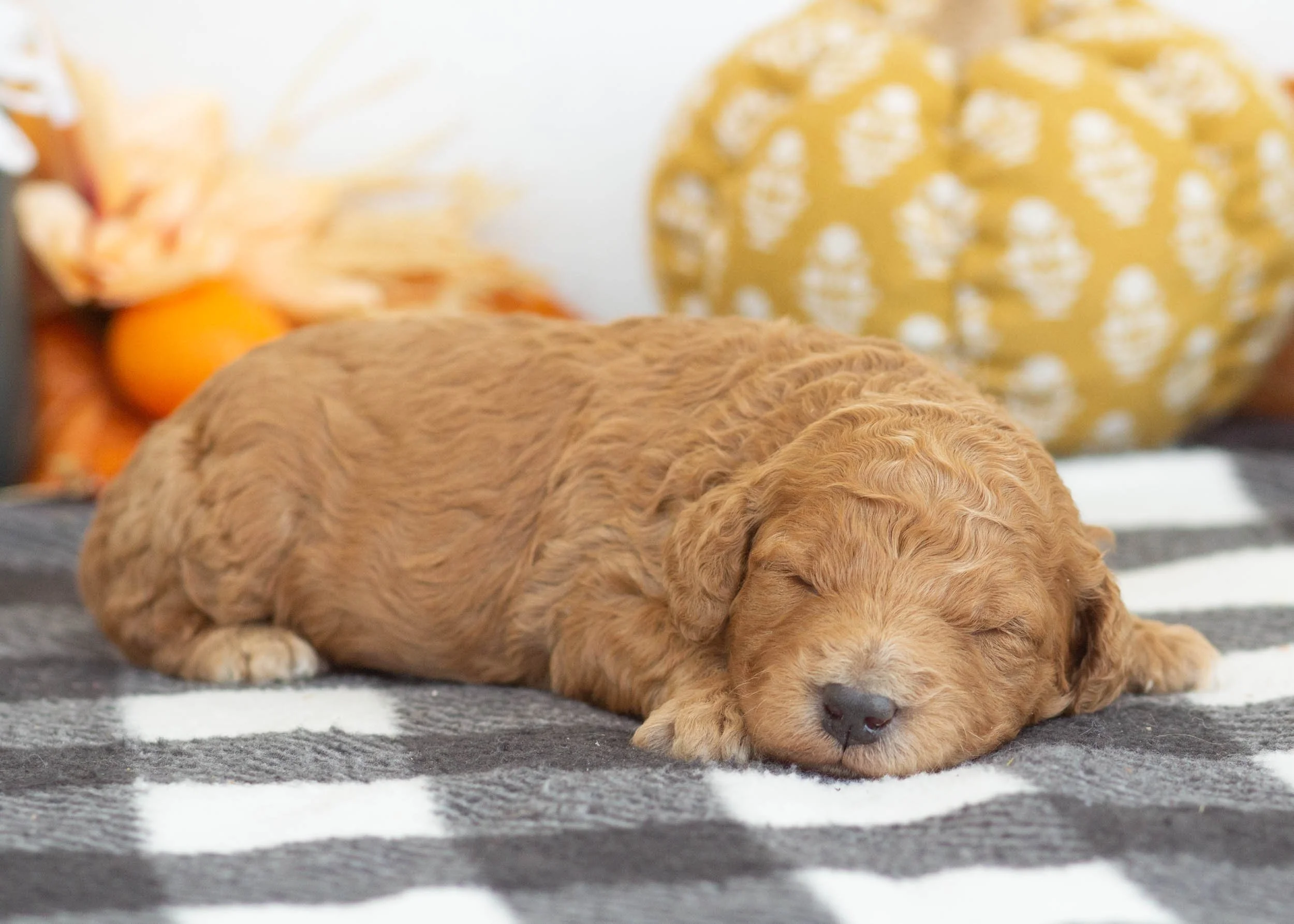 Lewis goldendoodle for sale(3).jpg