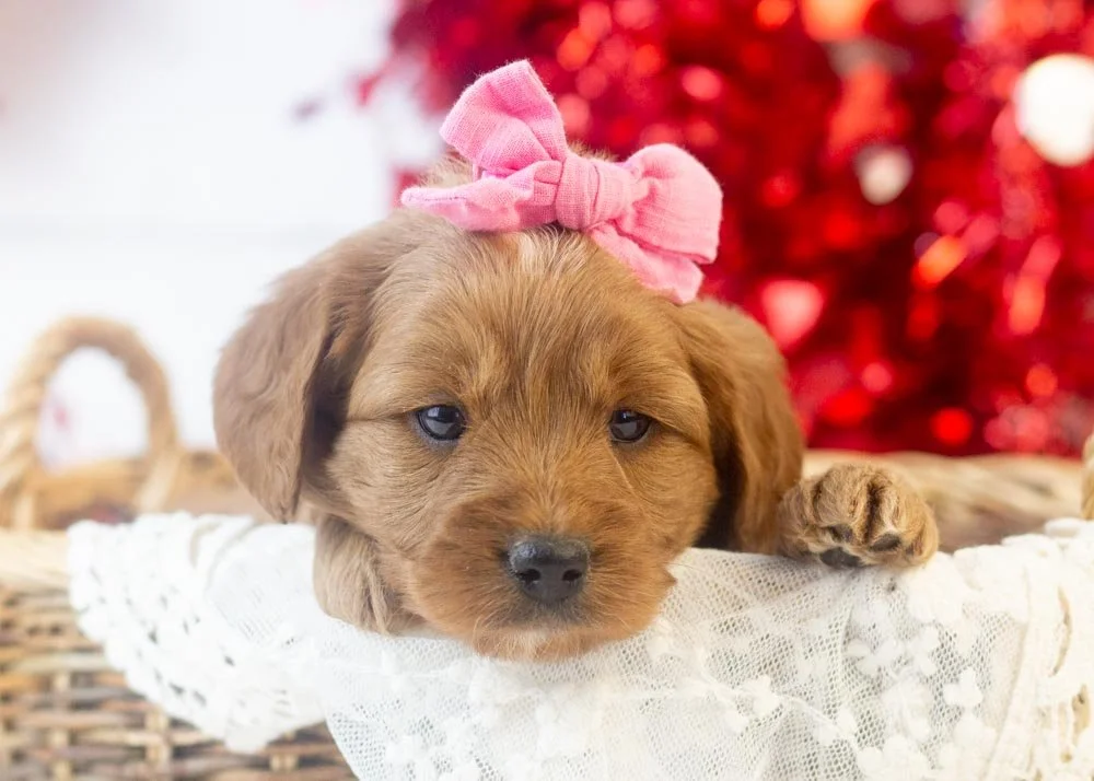 Lilac goldendoodle for sale(1).jpg