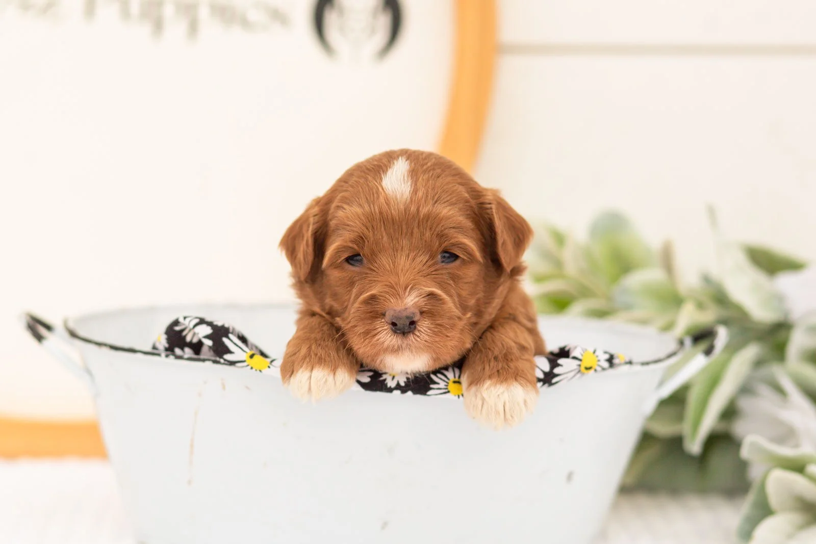 Vale goldendoodle for sale(4).jpg