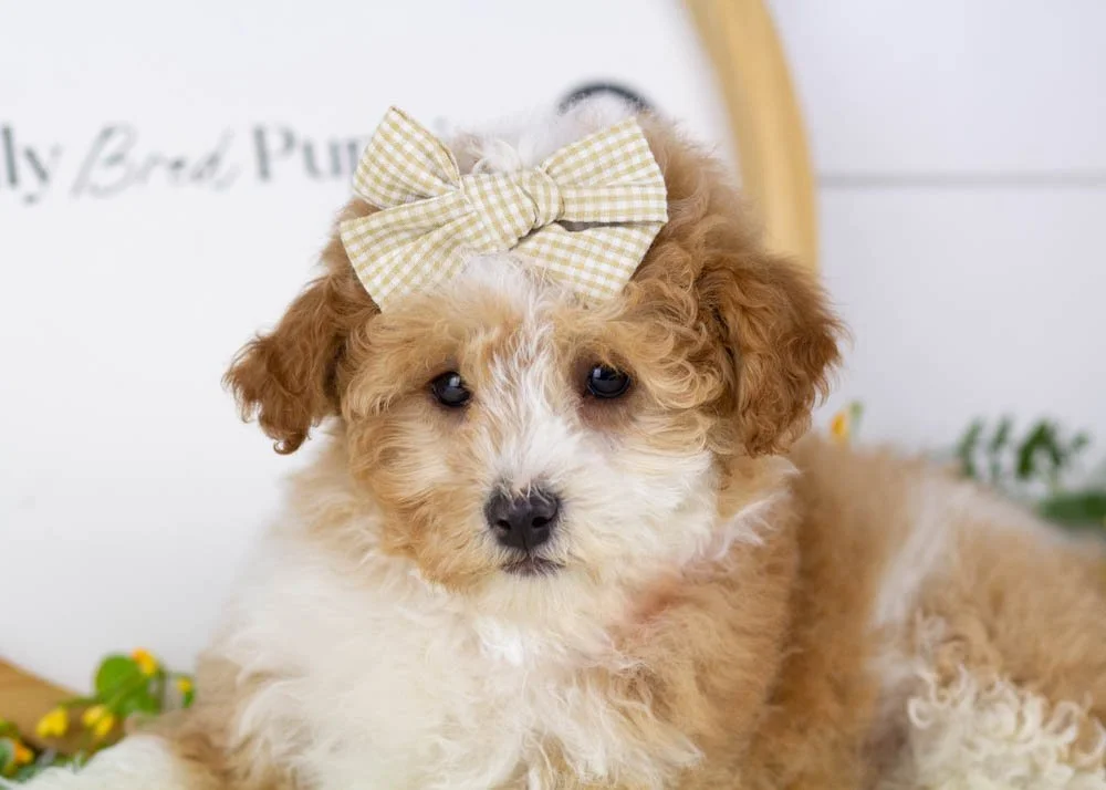 Denalli goldendoodle for sale(2).jpg