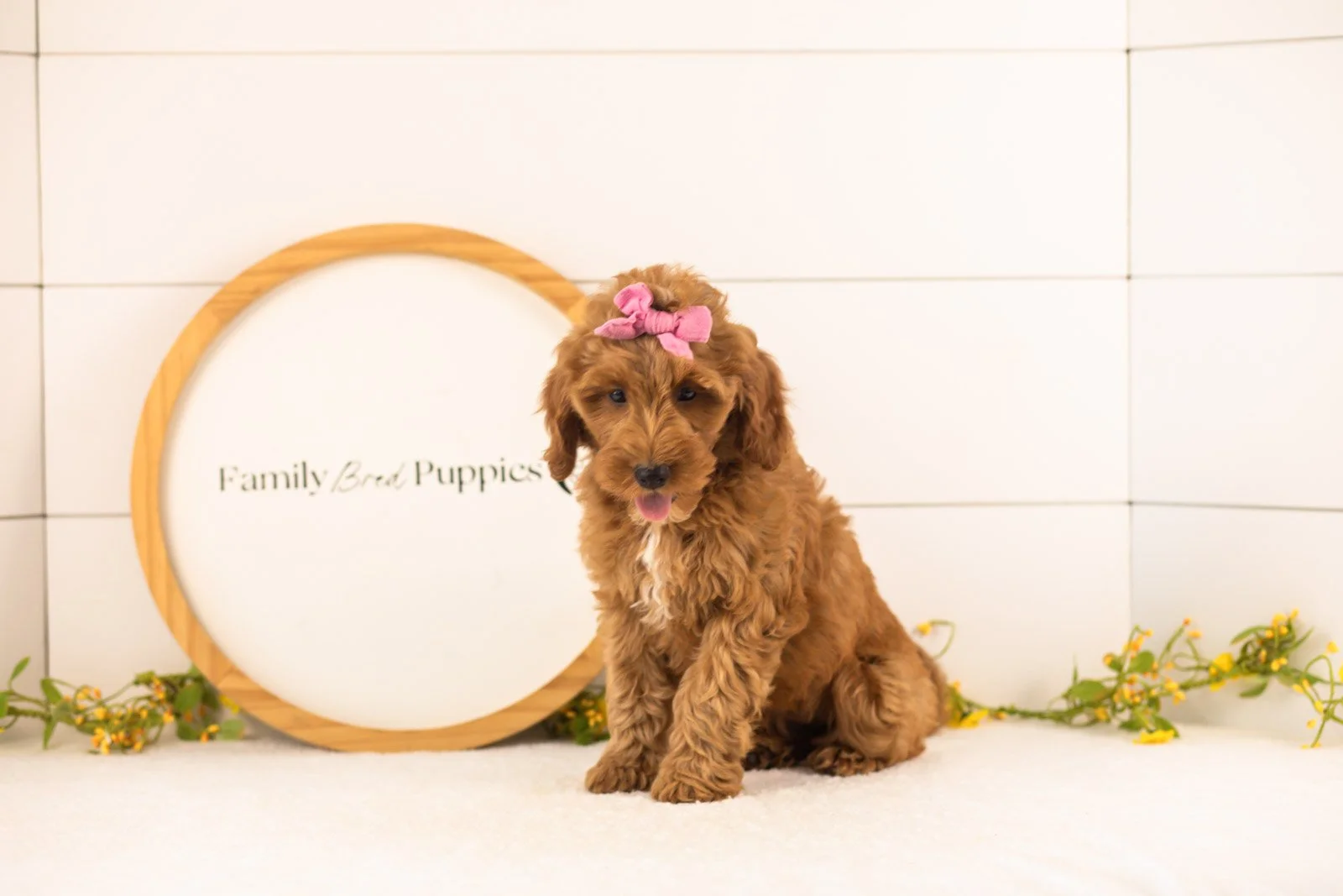 Angel goldendoodle for sale(1).jpg