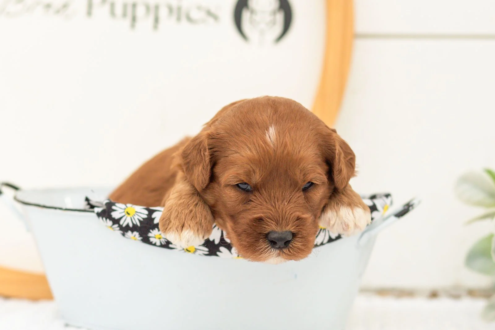 Clarity goldendoodle for sale(4).jpg